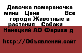 Девочка помераночка мини › Цена ­ 50 000 - Все города Животные и растения » Собаки   . Ненецкий АО,Фариха д.